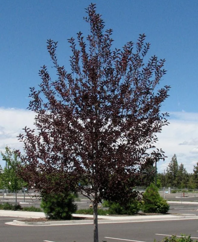 Canada Red Chokecherry Tree Live Plant – 2-12" Tall Seedling in 2.5" Pot – Outdoor - Image 1