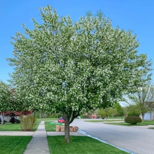 Canada Red Chokecherry Tree Live Plant – 2-12