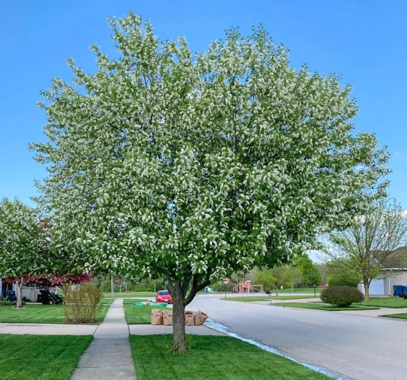 Canada Red Chokecherry Tree Live Plant – 2-12" Tall Seedling in 2.5" Pot – Outdoor - Image 10