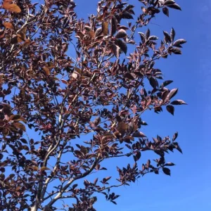 Canada Red Chokecherry Tree Live Plant – 2-12" Tall Seedling in 2.5" Pot – Outdoor - Image 2