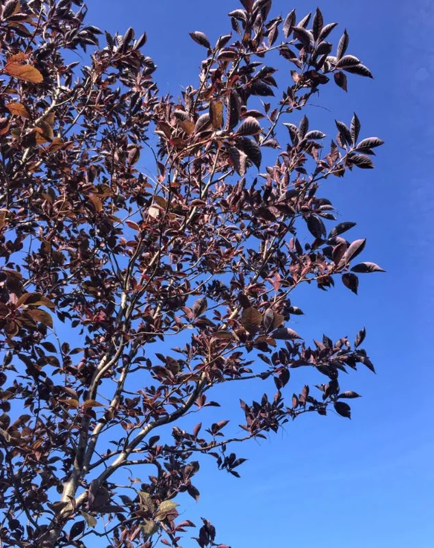 Canada Red Chokecherry Tree Live Plant – 2-12" Tall Seedling in 2.5" Pot – Outdoor - Image 2