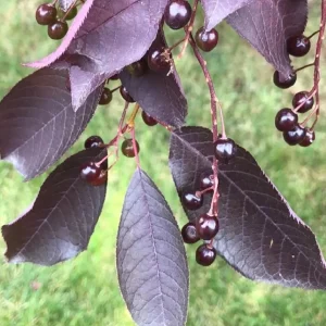 Canada Red Chokecherry Tree Live Plant – 2-12