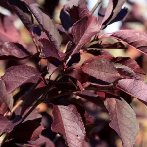 Canada Red Chokecherry Tree Live Plant – 2-12