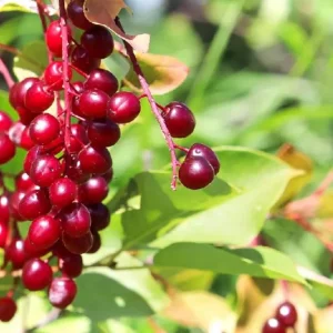 Canada Red Chokecherry Tree Live Plant – 2-12