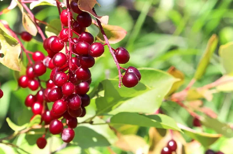 Canada Red Chokecherry Tree Live Plant – 2-12" Tall Seedling in 2.5" Pot – Outdoor - Image 5
