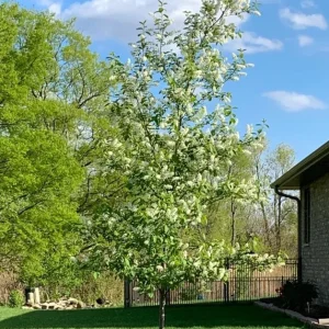Canada Red Chokecherry Tree Live Plant – 2-12