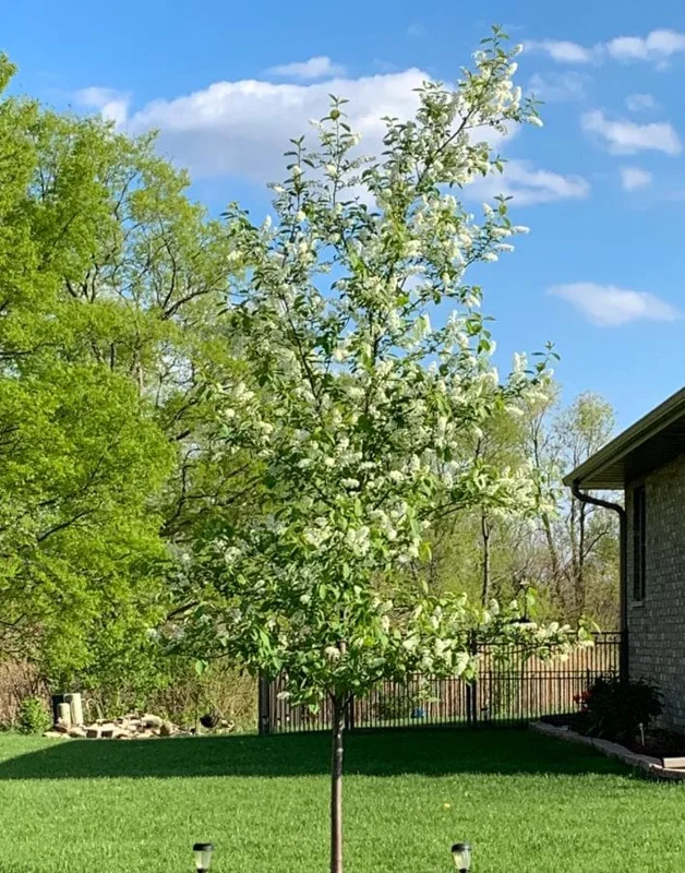 Canada Red Chokecherry Tree Live Plant – 2-12" Tall Seedling in 2.5" Pot – Outdoor - Image 6