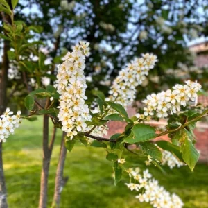 Canada Red Chokecherry Tree Live Plant – 2-12