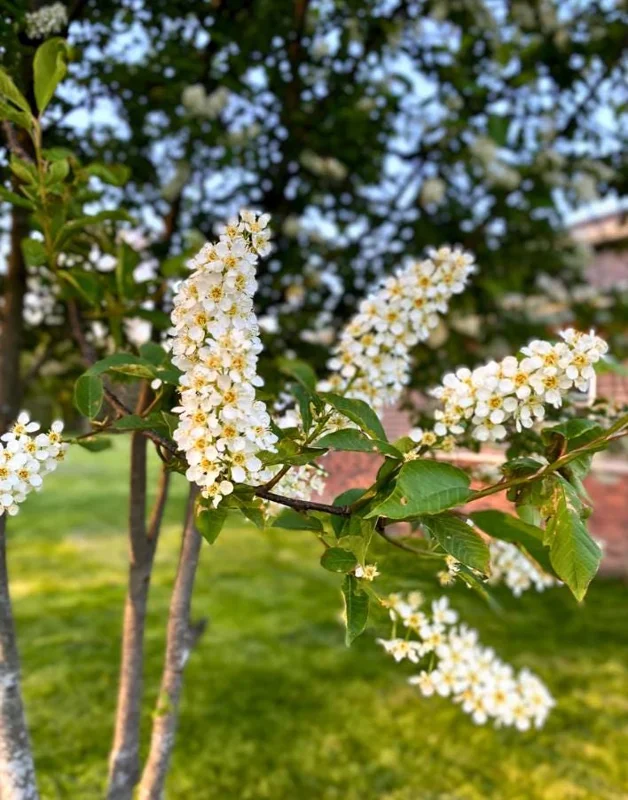 Canada Red Chokecherry Tree Live Plant – 2-12" Tall Seedling in 2.5" Pot – Outdoor - Image 7