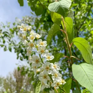 Canada Red Chokecherry Tree Live Plant – 2-12