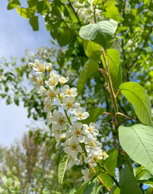 Canada Red Chokecherry Tree Live Plant – 2-12" Tall Seedling in 2.5" Pot – Outdoor - Image 8
