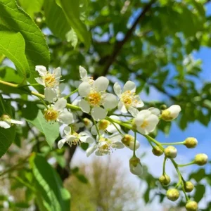 Canada Red Chokecherry Tree Live Plant – 2-12
