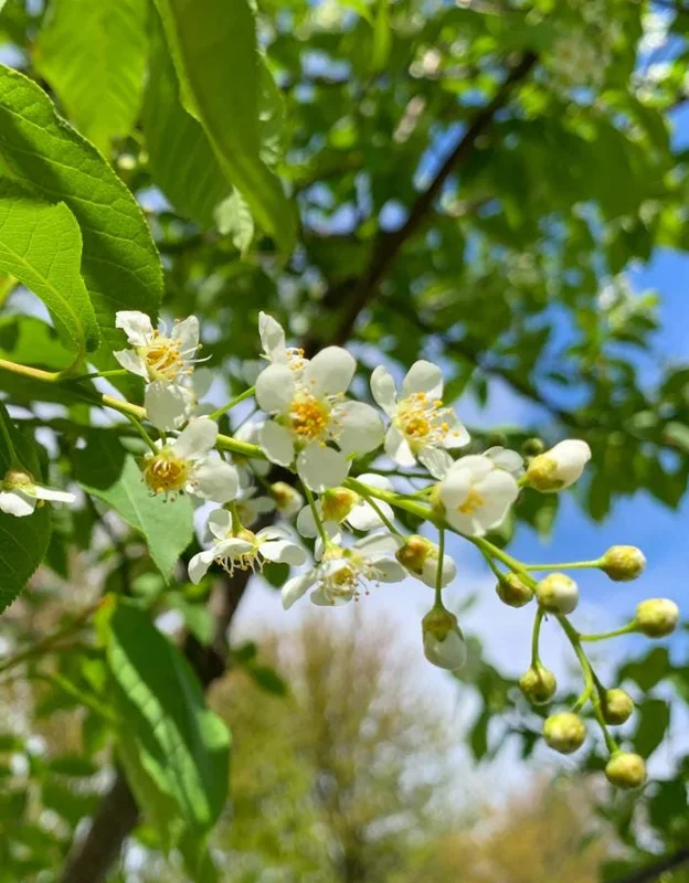 Canada Red Chokecherry Tree Live Plant – 2-12" Tall Seedling in 2.5" Pot – Outdoor - Image 9
