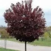 Canadian Red Chokecherry Live Plant – 2.5 inch Pot – Outdoor Shrub Tree - Image 1