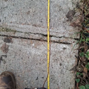 Canadian Serviceberry Live Plant, Amelanchier Canadensis, up to 2 ft Tall, Outdoor Fruit Tree - Image 4