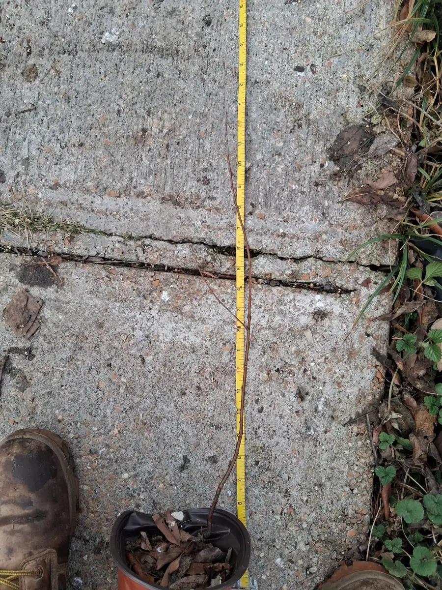 Canadian Serviceberry Live Plant, Amelanchier Canadensis, up to 2 ft Tall, Outdoor Fruit Tree - Image 4