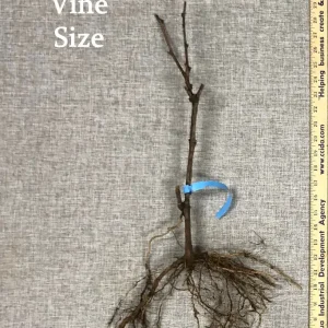 Canadice Seedless Grape Vine - 2 Bare Root Live Plants - Red Grapes - Image 3