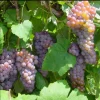 Canadice Seedless Grape Vine - Bare Root Live Plant - Sweet Red Fruit - Image 1