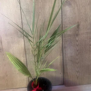 Canary Palm Live Plant – Phoenix canariensis – 4 inch Pot – Outdoor Tropical Tree - Image 6