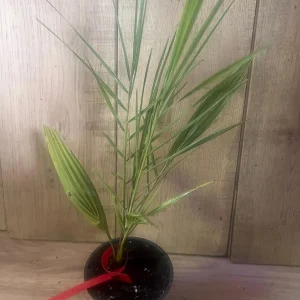Canary Palm Live Plant – Phoenix canariensis – 4 inch Pot – Outdoor Tropical Tree - Image 8