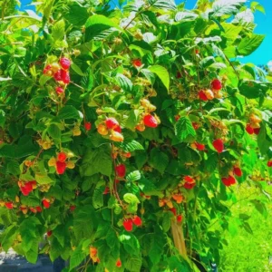 Canby Thornless Red Raspberry Live Plant - Starter Plug - Sweet, Easy Harvest - Image 6