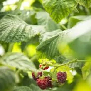 Canby Thornless Red Raspberry Live Plant - Starter Plug - Sweet, Easy Harvest - Image 7