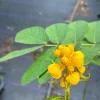 Candlestick Tree Live Plant (Senna alata) - Yellow Flower, 2Ft Tall in 6" Pot - Image 1