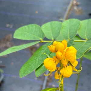 Candlestick Tree Live Plant (Senna alata) - Yellow Flower, 2Ft Tall in 6