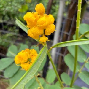 Candlestick Tree Live Plant (Senna alata) - Yellow Flower, 2Ft Tall in 6