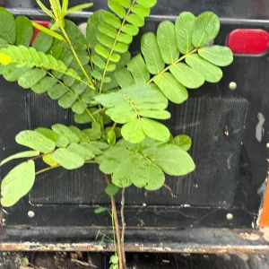 Candlestick Tree Live Plant – Senna alata – Yellow Flower – 2Ft Tall – 6 Inch Pot - Image 3