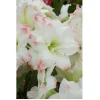 Candy Amadeus Double Amaryllis Bulb - 34/36cm, Giant Double Flowers, Indoor - Image 1