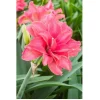 Candy Nymph Amaryllis Bulb - Giant Dutch Double - 32/34 cm Bulb - Indoor/Outdoor - Image 1