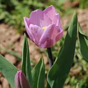 Candy Prince Tulip Bulbs - Lilac-Pink Triumph (Approx. 450 Bulbs) - Fall Planting - Image 3