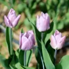 Candy Prince Tulip Bulbs - Single Early Lavender Blooms - 12-14 inch Tall - Image 1