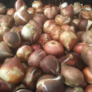 Candy Prince Tulip Bulbs - Single Early Lavender Blooms - 12-14 inch Tall - Image 4