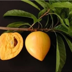 Canistel Tree Live Plant - 3 ft Tall Airlayered - Potted 3 Gallon - Image 1