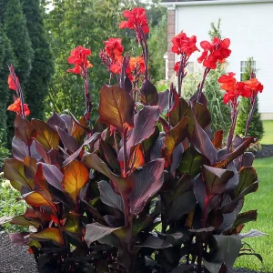 Canna Lily Bulb - Red Flowers, Tall Plant, Purple Leaves - Outdoor - Image 2