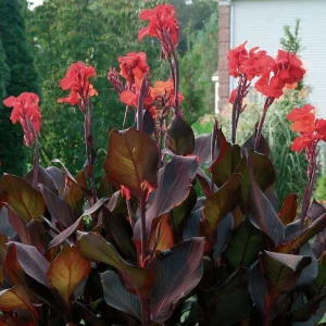 Canna Lily Bulb - Red Flowers, Tall Plant, Purple Leaves - Outdoor - Image 4