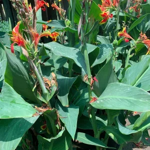 Canna 'Lucifer' Live Plant - Red & Yellow Flowers, 6