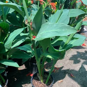 Canna 'Lucifer' Live Plant - Red & Yellow Flowers, 6