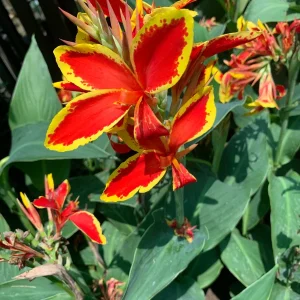 Canna 'Lucifer' Live Plant - Red & Yellow Flowers, 6