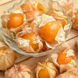 Cape Gooseberry Live Plant, 7-10
