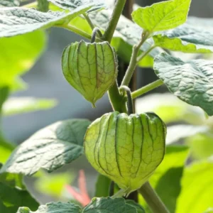 Cape Gooseberry Live Plant, 7-10