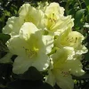 Capistrano Rhododendron Live Plant - Hardy Yellow Flowers - 4 inch Pot - Image 1
