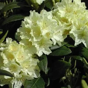 Capistrano Rhododendron Live Plant - Hardy Yellow Flowers - 4 inch Pot - Image 3