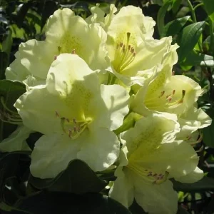 Capistrano Rhododendron Live Plant - Hardy Yellow Flowers - 4 inch Pot - Image 1