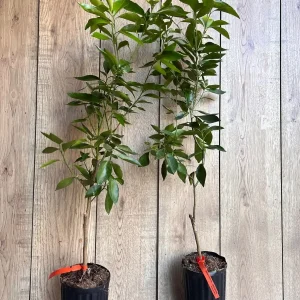 Cara Cara Orange Tree - Grafted Live Citrus Plant in 0.5 Gallon Pot - Image 8