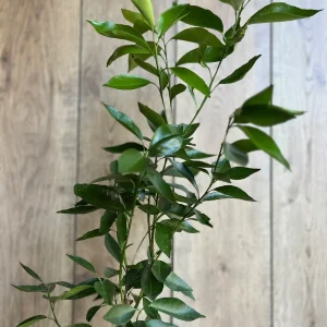 Cara Cara Orange Tree Live Plant - Grafted, 1/2 Gallon Pot - Indoor/Outdoor Fruit Tree - Image 3