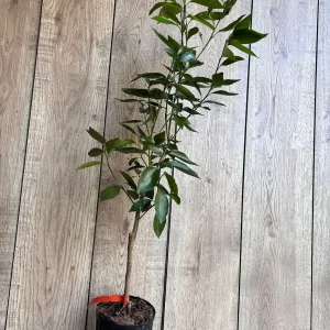 Cara Cara Orange Tree Live Plant - Grafted, 1/2 Gallon Pot - Indoor/Outdoor Fruit Tree - Image 5