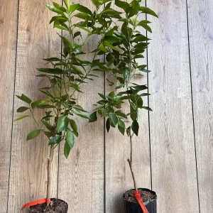 Cara Cara Orange Tree Live Plant - Grafted, 1/2 Gallon Pot - Indoor/Outdoor Fruit Tree - Image 6